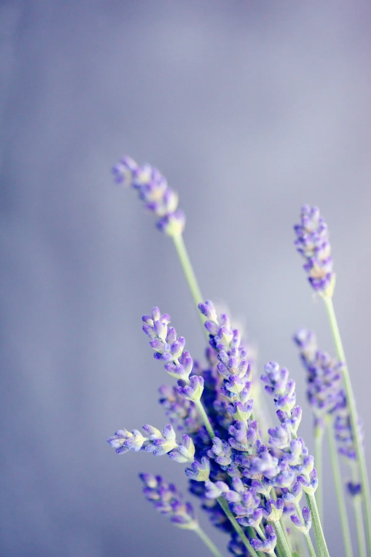 Scents that help you sleep, science-backed aromatherapy guide