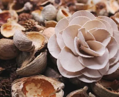 Sensual Wood woody scent by Scentpression, sandalwood, jasmine, blondwood, musks